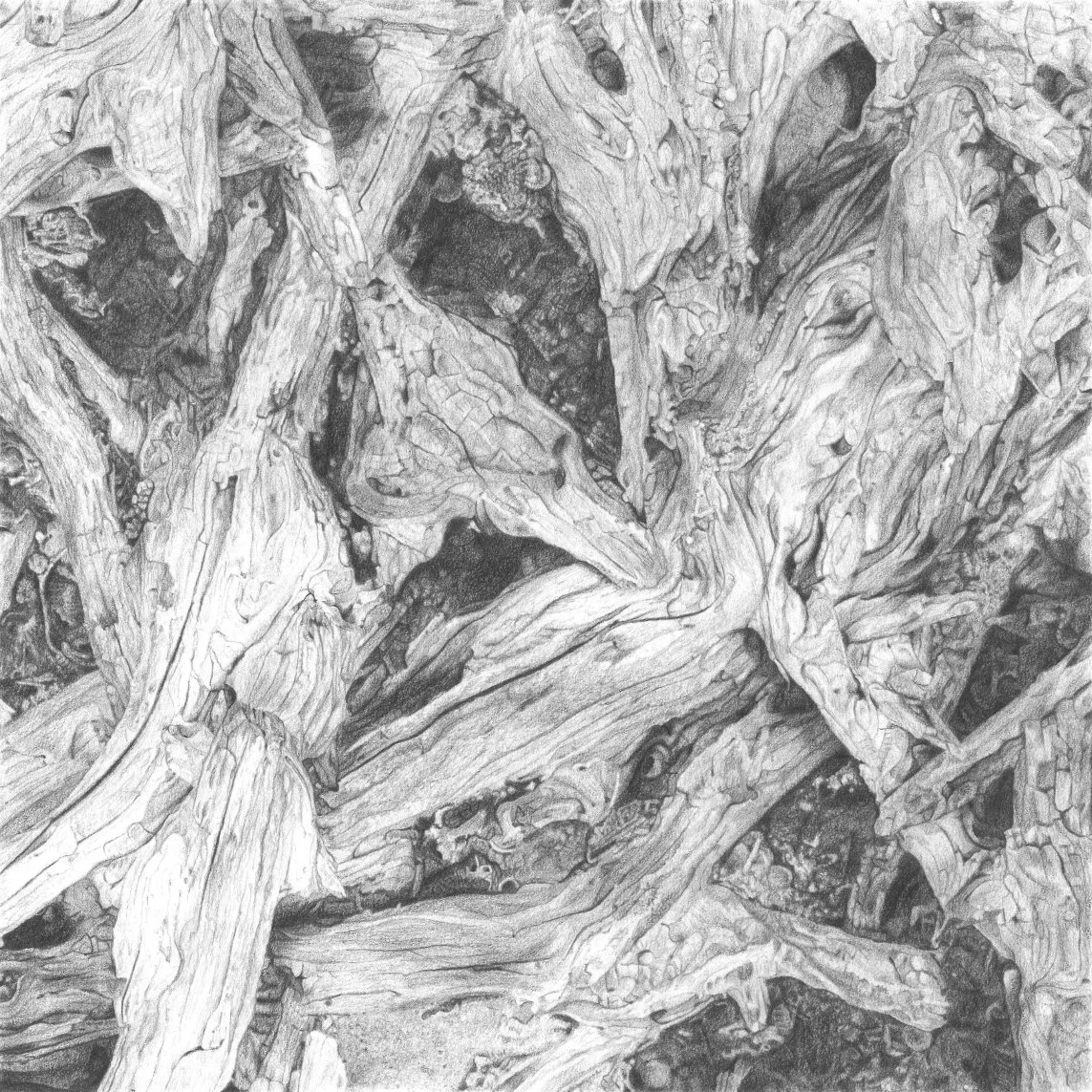 Driftwood 2 Colored Pencil Print on Fine Art Paper — KDB Art Studio